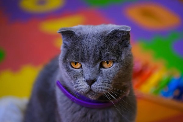 GPS pour chat : Sécurité & liberté