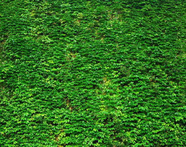 Mur végétal : en intérieur ou extérieur ?